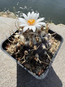 Preview: Turbinicarpus frailensis
